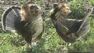 Perdrix  Partridge  Gélinotte Huppée  Quebec Canada [upl. by Macpherson]