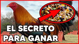 El Secreto Mejor Guardado En La Alimentacion De Los Gallos [upl. by Adala]