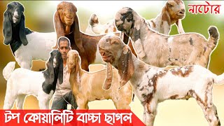 টপ কোয়ালিটি বাচ্চা ছাগলের ব্যাপক কালেকশন ইলিয়াস ভাই এর কাছে  দরদাম জানুন কিউট বাচ্চা ছাগলের [upl. by Adamsun981]