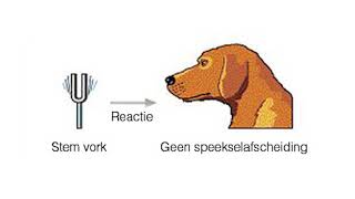 Klassieke conditionering [upl. by Hutt]