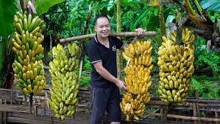 7 Years Living OffGrid Growing bananas harvesting bananas and how to preserve them for long time [upl. by Aiek]