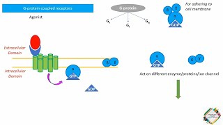 DrugReceptor Interactions Affinity Efficacy CRCs amp Antagonism [upl. by Svirad]