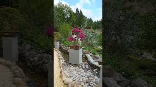 Bougainvillea Pink pixie Veranera Trinitaria Santa Rita Bonsai en flor [upl. by Tench]