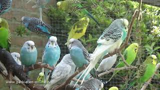 Budgerigars sounds  Parkieten geluiden  30 minutes of parakeet sounds [upl. by Elreath443]