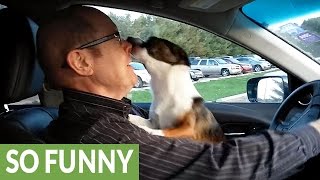 Puppy realizes hes at dog park goes absolutely bonkers [upl. by Eehtomit324]