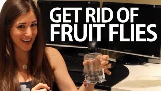 How to Get Rid of Fruit Flies Easy Household Cleaning Ideas Clean My Space [upl. by Tine]