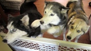 We Left the Dogs for 3 Days Siberian Huskies Home Alone [upl. by Lewan]