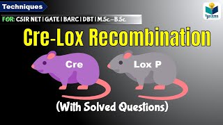 CRELOXP RECOMBINATION  cre lox system [upl. by Ymme]