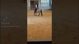 Schon besser beim reiten reiten reiterhof reitsport reiter hater haters [upl. by Wakeen869]