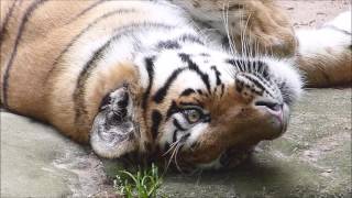 Die feine Tiger Familie Katinka  Aljoscha  Volodya  Tiergarten Nürnberg  28 Juni 2016 [upl. by Whittaker]