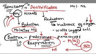 Denitrification 5 stage of Nitrogen Cycle [upl. by Doughty]