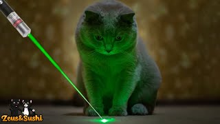 Funny Cats Vs Laser  Cats Chasing A Laser [upl. by Rainwater]