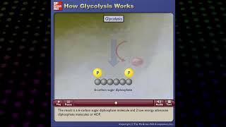 How Glycolysis works McGrawHill [upl. by Edlun]