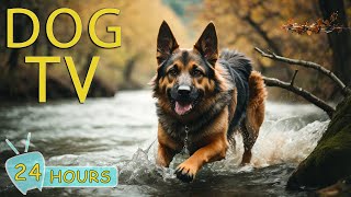 DOG TV Best Video Entertainment for Dogs  Soothing Music to Calm Dogs with Anxiety When Home Alone [upl. by Sdlonyer]