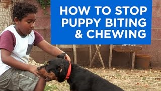 How to Stop Puppy Biting and Chewing [upl. by Aurelius508]