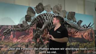 museumkoenigzuhause  Stegosaurus [upl. by Storer255]