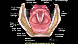 ENT EASY Larynx Animation seen from above [upl. by Arries]