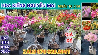 NGÀY 164 HOA KIỂNG NGUYỄN MAI GIAO LƯU HOA GIẤY GHÉP NHIỀU MÀUCÂY NGUYÊN BẢN ☎️ 0708208961Zalo [upl. by Vachel63]