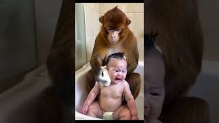 Raise Brother Monkey well it’s his job to take care of the baby Everything is Spiritual Origin [upl. by Kathye90]