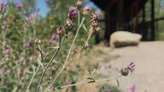 Noxious or Native Spotted knapweed Centaurea stoebe amp dotted blazing star Liatris punctata [upl. by Enwad716]