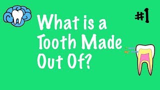 What Is A Tooth Made Out Of [upl. by Seow]