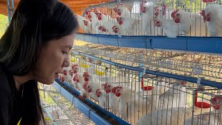 OFW nuon may poultry na ngaun [upl. by Pavlov181]