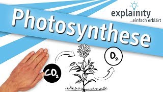 Photosynthese einfach erklärt explainity® Erklärvideo [upl. by Annoyek]