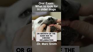 Common Dental Problems in Older Dogs with Marc Smith DVM MS [upl. by Ylhsa]