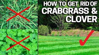 How to Get Rid of Crabgrass amp Clover in the Lawn  Weed Control Like a Pro [upl. by Lennod]