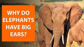 Why do elephants have big ears [upl. by Eusoj]