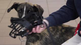 How to Acclimate Your Dog to a Muzzle [upl. by Richma]