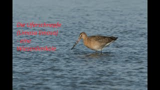 Die Uferschnepfe Limosa limosa [upl. by Dannie]