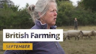 British Farming  12 Months On A UK Farm September [upl. by Inalak]