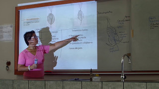 Orden kinetoplastida Y diplomonadida Giardia lamblia [upl. by Enilesor]