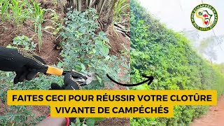 Faites ceci pour réussir votre clôture de campéchés [upl. by Barbaraanne686]