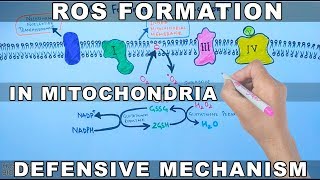 ROS Formation in Mitochondria and Defensive Mechanism [upl. by Angil]