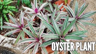 How to care for moses in the cradle plant  Tradescantia spathacea plant care  Oyster plant care [upl. by Veator]