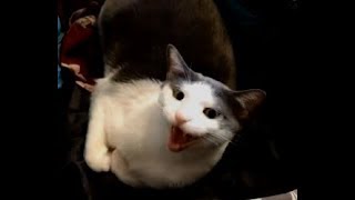 Meows of Enquiry  CAT COMPILATION [upl. by Llerod387]