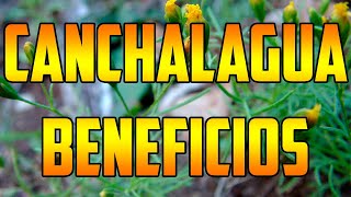 CANCHALAGUA benefits Schkuhria pinnata 🌿 ¿PARA QUE SIRVE  🌿Usos🌿 plants 🌿 nature PICHANA [upl. by Natan]