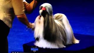 Shih Tzu  National Dog Show [upl. by Yaya755]