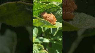 Adorable Tiny Orange Frog nature [upl. by Daniel317]