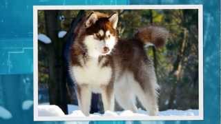 Alaskan Malamute Pups Te Koop [upl. by Emilie]