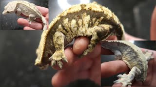 Crested Gecko Breeding Project Extreme Harlequin [upl. by Einad]