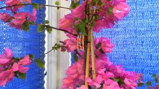 Indoor Tropical Plants Overwintering The Bougainvillea Phalaenopsis and Oncidium Sharry Baby [upl. by Williamsen538]