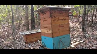 mel goias brasil beekeeping brazil honey foryourpage foryou apiario eclesiastes102 [upl. by Blackmore]