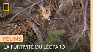 Une femelle léopard sélance à la poursuite dun groupe de singes [upl. by Richie]