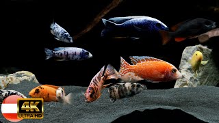 Malawi Aquarium 720l  Malawi african cichlid tank 4k [upl. by Olnek]