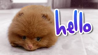 Bringing our puppy home  8 weeks old Chocolate Pomeranian puppy [upl. by Quin694]