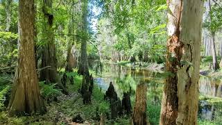 Shingle Creek Management area trail and walking path Orlando Florida [upl. by Adnahc]