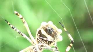 Araña tigre Argiope argentata TEJIENDO SU TELA [upl. by Furey]